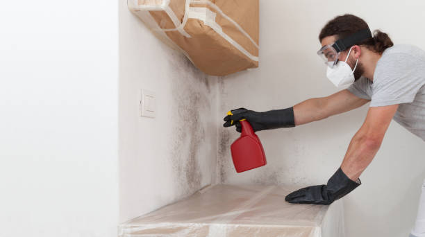 Professional Attic Mold Removal technician working in Ridgefield, NJ